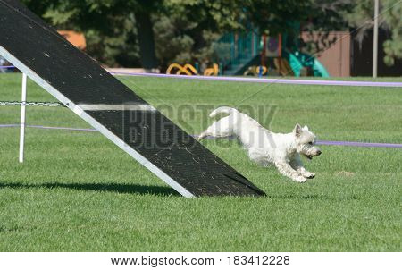 West Highland White Terrier dog on Aframe on dog agility course