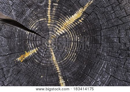 Old Pine Tree Log Cross Section Close Up Weathered Background. Grungy Wooden Texture. Natural Wood Structure