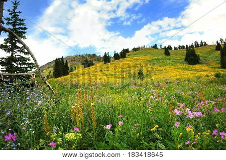 Meadow On Beartooth Pass