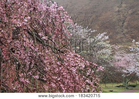 Cherry Blossoms In Sakura No Sato, Izu, Shizuoka, Japan (rainy)
