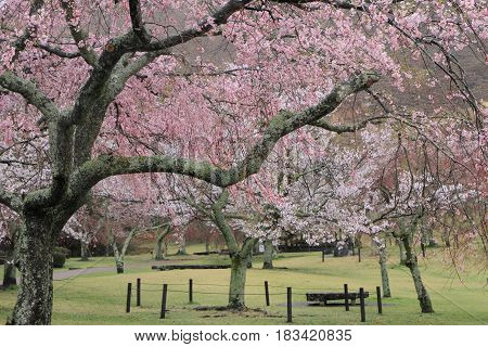 Cherry Blossoms In Sakura No Sato, Izu, Shizuoka, Japan (rainy)