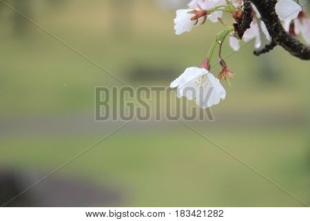 Cherry Blossoms In Sakura No Sato, Izu, Shizuoka, Japan (rain Drop)