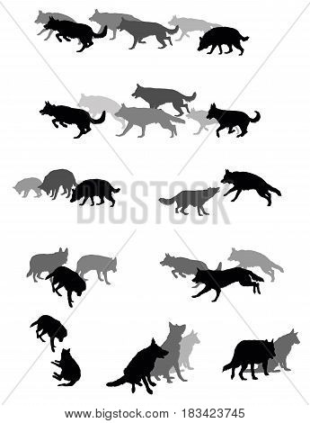Set vector silhouettes group of dogs (German shepherd dog) black and grey colors and cut out on white background. Relationship of dogs