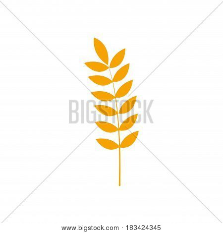 healthy wheat organ plant nutricious, vector illustration