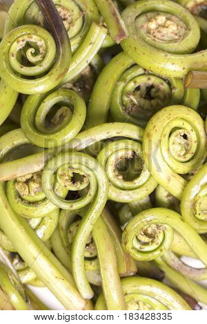 A bunch of green fiddlehead ferns ready to be prepared in a dish
