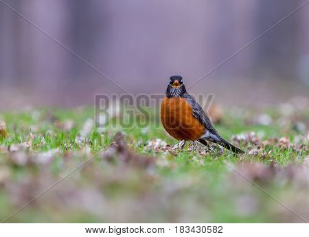 American Robin in a green grass field searcpullinghing for worms and other insects out of the ground in early spring in Montreal Canada.