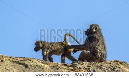 Chacma baboon in Kruger national park, South African ; Specie Papio ursinus family of Cercopithecidae