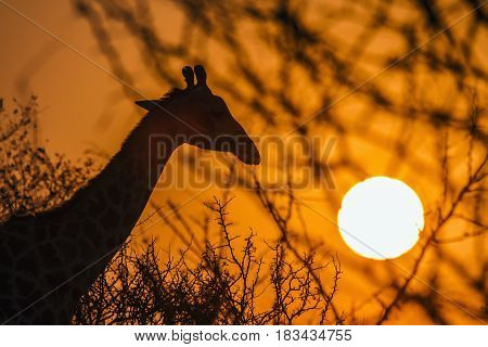 Giraffe in Kruger national park, South African ; Specie Giraffa camelopardalis family of Giraffidae