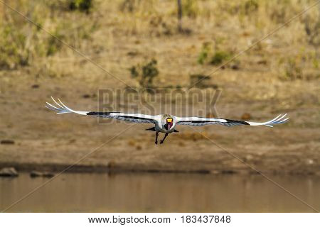 Saddle-billed stork in Kruger national park, South Africa ; Specie Ephippiorhynchus senegalensis family of Ciconiidae