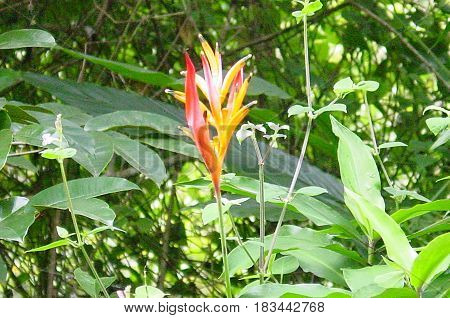 Blooming Flower in Nature in Maui,Hawaii Jungle