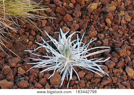 Rare Blooming Silversword Flower at Haleakala Maui Hawaii
