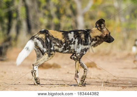 African wild dog in Kruger national park, South Africa ; Specie Lycaon pictus family of Canidae