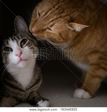 Closeup brotherhood of Cats Portrait Licking Each Other