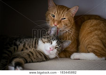 Closeup brotherhood of Cats Portrait Licking Each Other