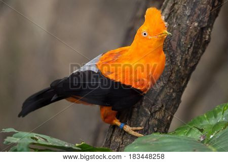 Andean cock-of-the-rock (Rupicola peruvianus), also known as tunki.