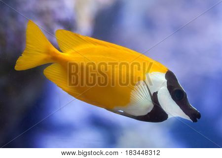 Foxface rabbitfish (Siganus vulpinus). Tropical fish.