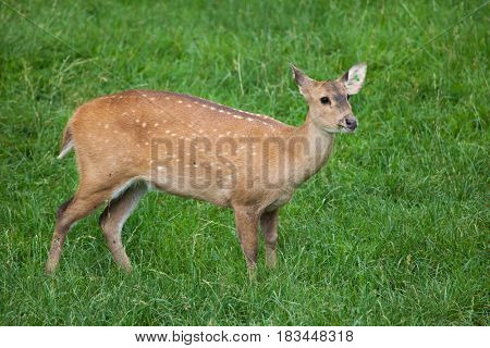Indian hog deer (Hyelaphus porcinus).