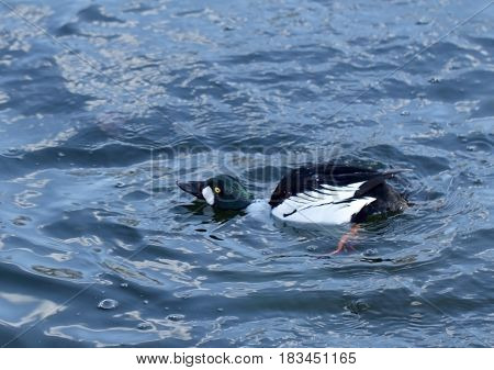 Goldeneye duck (Bucephala clangula) swimming in the lake