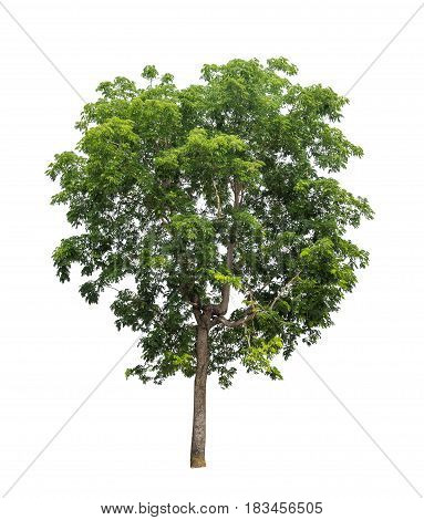 Isolated tree with green leaf on white background