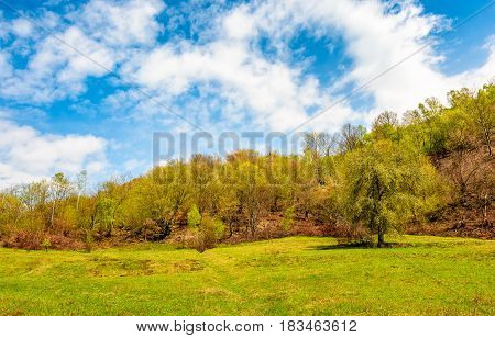 Tree On The Grassy Meadow In Mountains
