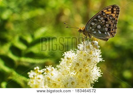 Butterfly on a flower. Beautiful butterfly sitting on green grass field with flowers.