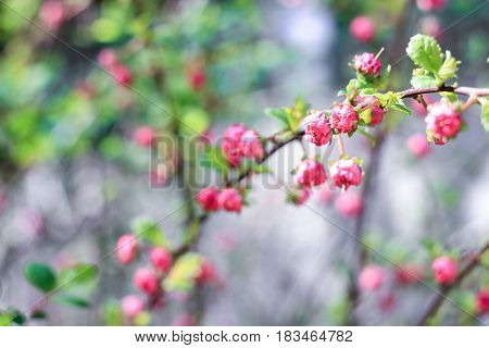 Twigs with pink buds on a green background