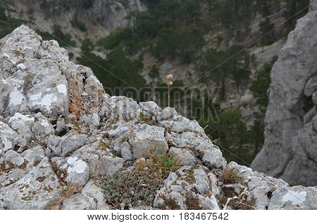 Fog Over The Rocks Of Ai Petri