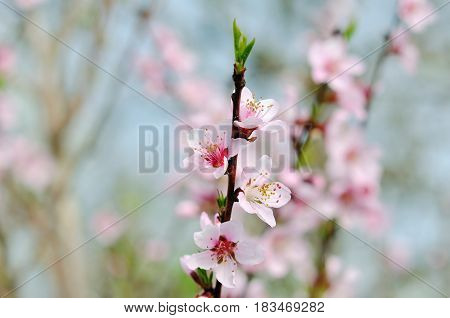 Blossoming peach tree branches the background blurred