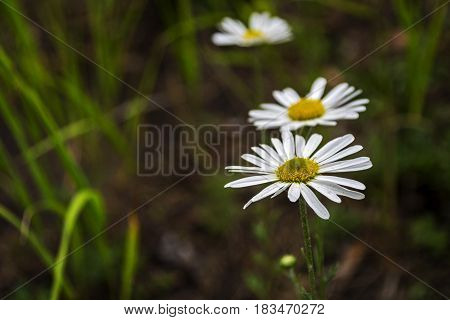 Spring meadow with three daisies. Macro shot shallow depth of field.