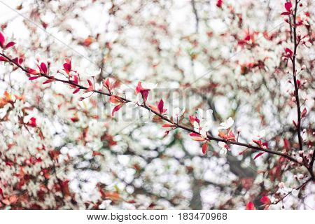 Branch of spring inflorescence on a green background