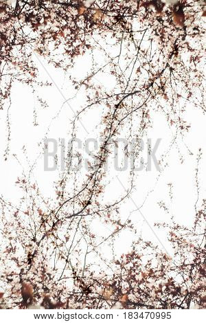 Interlacing of thin branches on a white background