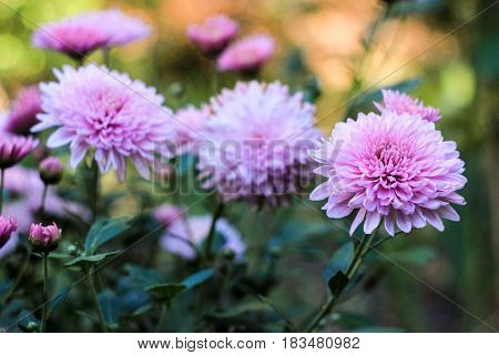 Flowers of lilac chrysanthemums on a green background