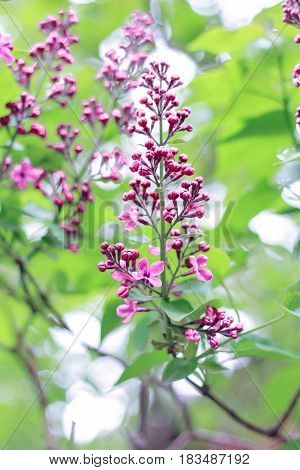 A branch of lilac on a green background