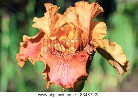 Orange flower iris on a green background