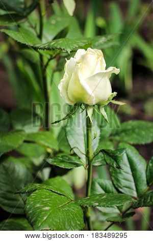 Bud of a beautiful white rose on a green background