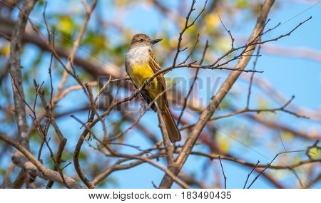 Tropical kingbird (Tyrannus melancholicus) on the branch over blue sky background