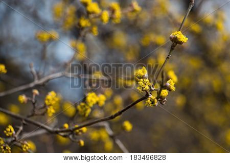 Cornus mas tree with yellow flowers close-up and beautiful blurred background