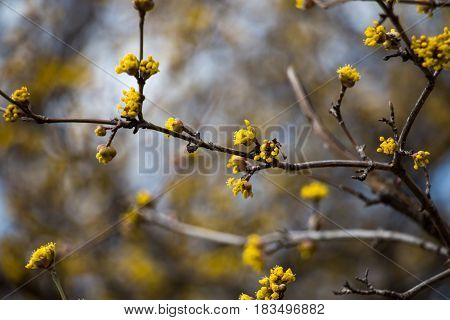 Cornelian cherry dogwood tree with yellow flowers close-up and beautiful blurred background