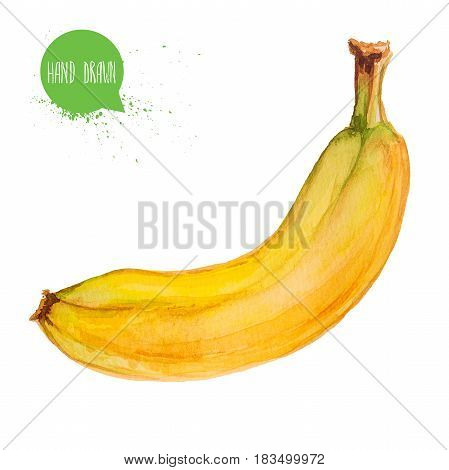 Hand drawn and painted watercolor ripe banana. Isolated on white background fruit illustration.