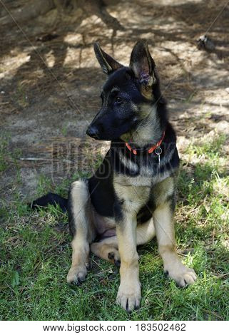 Sitting Black and Brindle German Sheppard puppy looking to he left with tree shadows in background and green grass in foreground