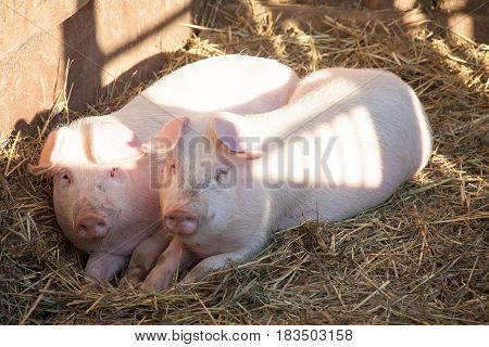 Portrait of two domestic pigs looking through a fence Two pigs on straw