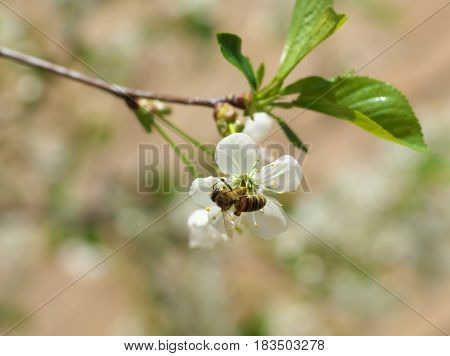 Honey Bee Harvesting Pollen From Cherry Blossom,bee Collecting Nectar From White Cherry Flower