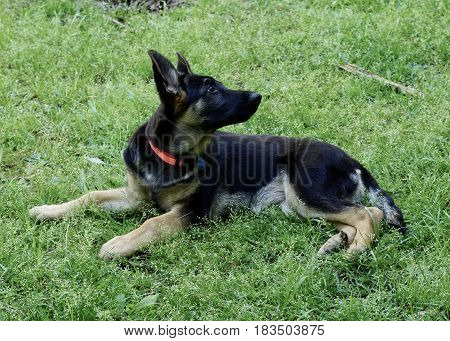 Black and brindle German Sheppard puppy dog laying in green grass, looking over back with red collar