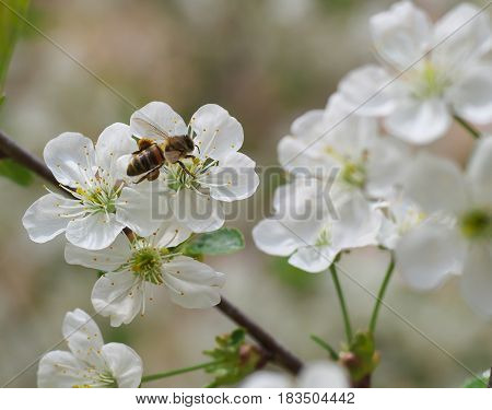 Honey Bee Harvesting Pollen From Cherry Blossom,bee Collecting Nectar From White Cherry Flower