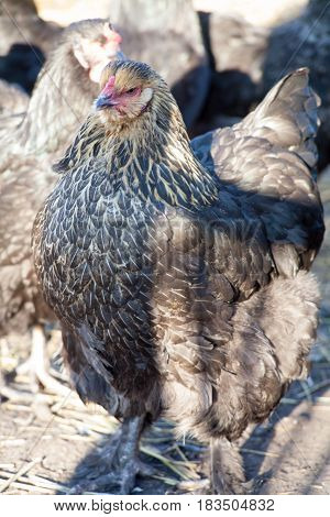 Chicken cochinchin Black Chicken Jersey Giant Relaxing on home
