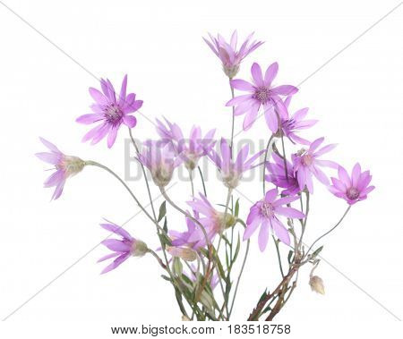 Bunch of   flowering plants  (Immortelle)  isolated on white background.   Xeranthemum annuum. Shallow depth of field. Selective focus 