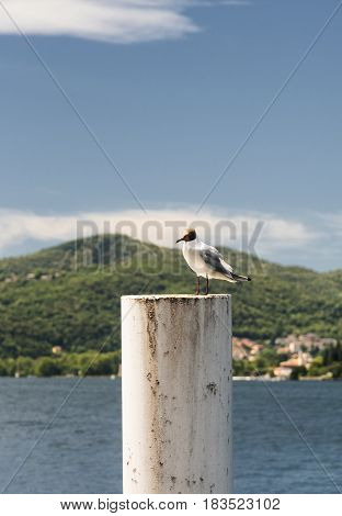 Torno (Como Lombardy Italy) a seagull on a pole in the Lario Lake