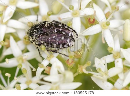 Oxythyrea funesta on top a flower in a meadow