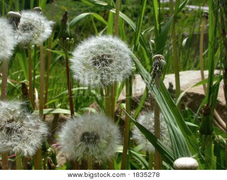 Dandelions