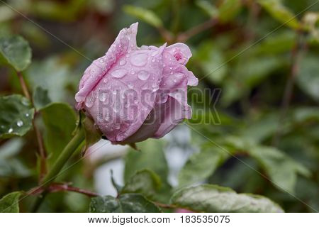 A chinese pink flower called mutabilis  in the garden